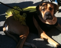 Brady Street Pet Parade!