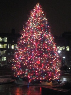 Christmas in the Ward