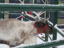 Breakfast with the Reindeer