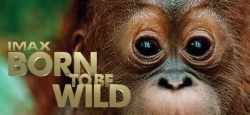 Born to be Wild - IMAX Film