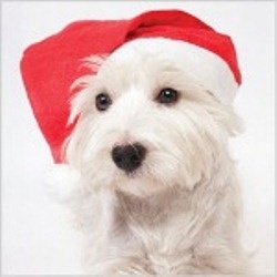 Pet Photos with Santa