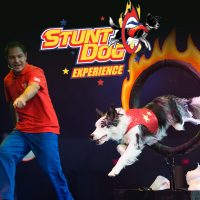 primary-Chris-Perondi-s-Stunt-Dog-Experience-1484932647